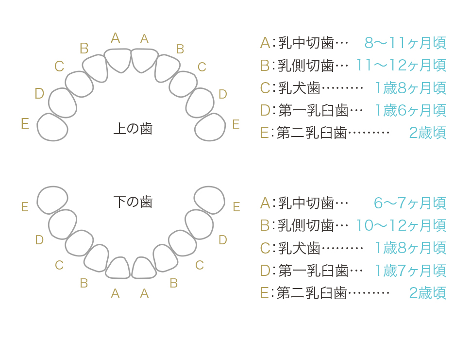 インビザラインファースト