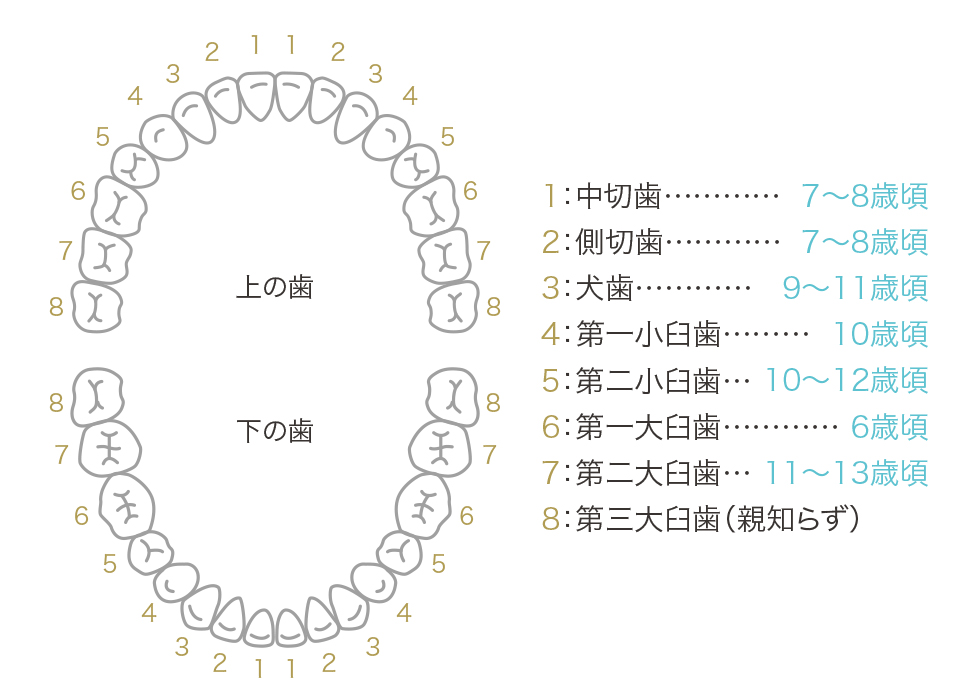 インビザラインファースト