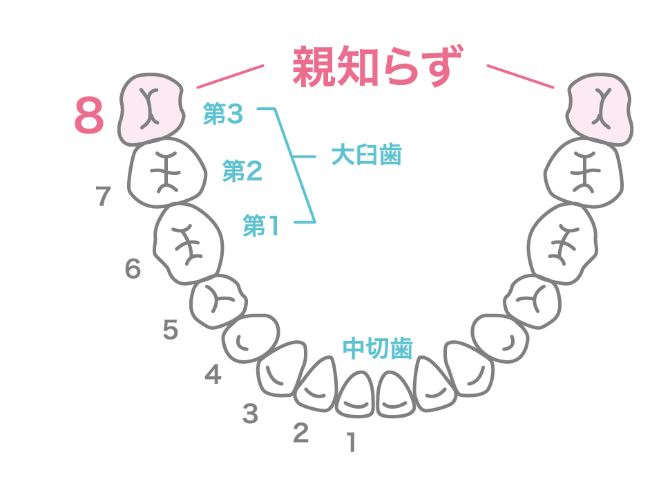 親知らずの位置